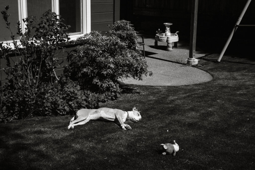family dog napping in yard black and white