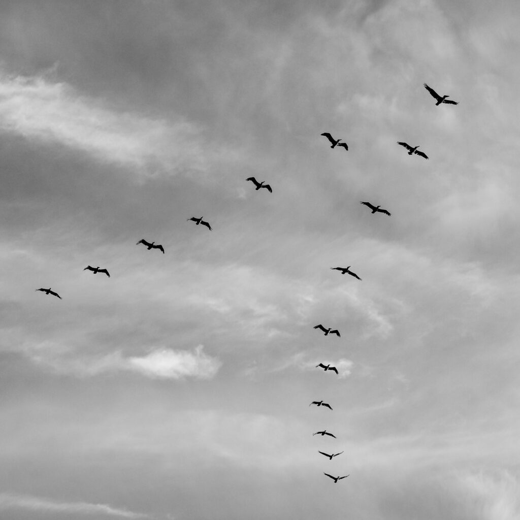 Pelican V formation silhouette