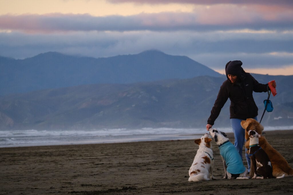 Woman walking four dogs off leash on beach in front of Marin Headlands.