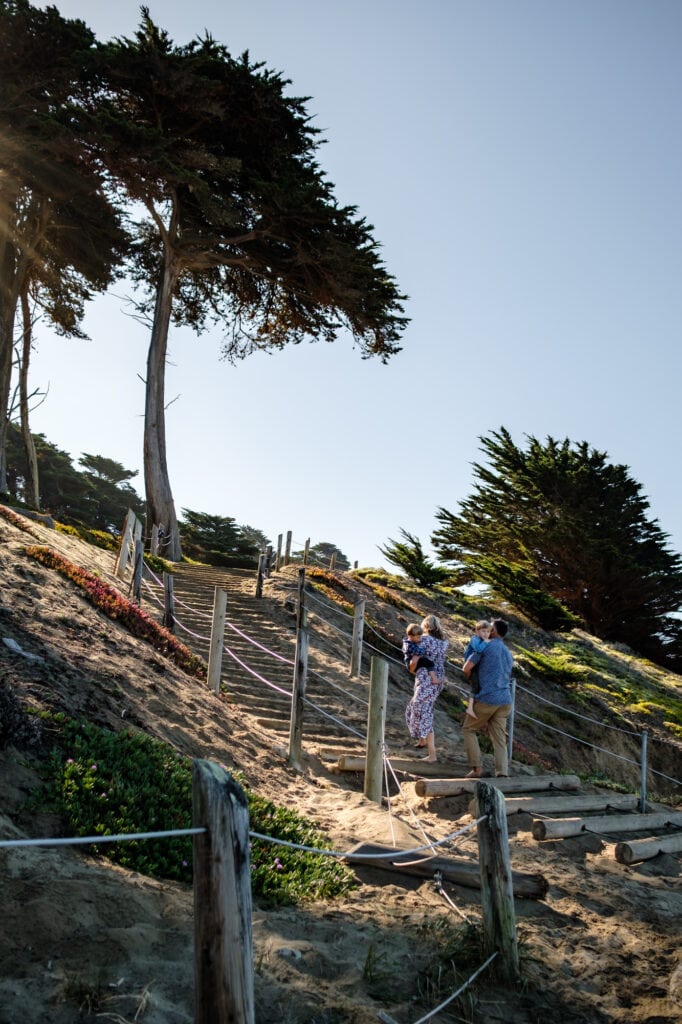 Family of four walks up sand steps beneath shadow of a large monterey cypress tree.