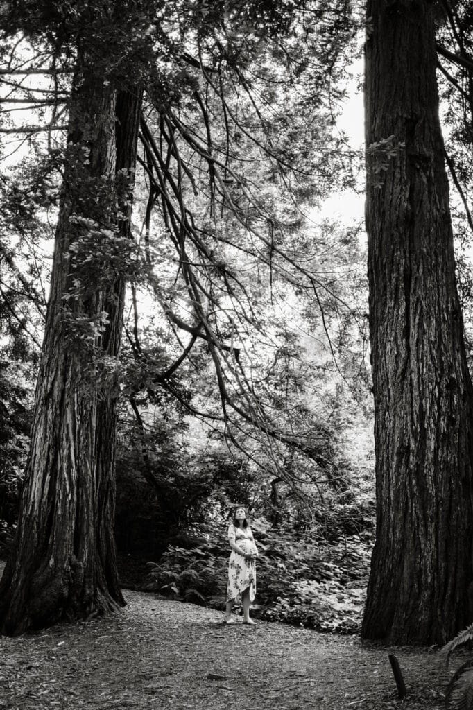 Pregnant woman holds baby bump below redwood tree in the forest
