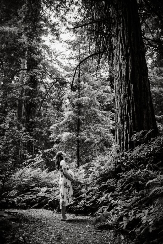 Maternity photo of woman looking up towards towering redwood.