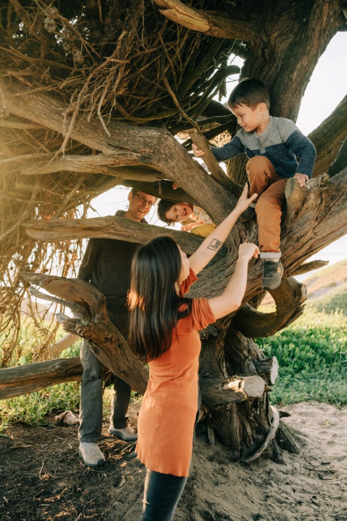 Two kids climb a Monterey Cypress while parents watch.